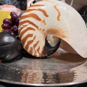 Good Condition Gorgeous Nautical Shell Decor View each photo